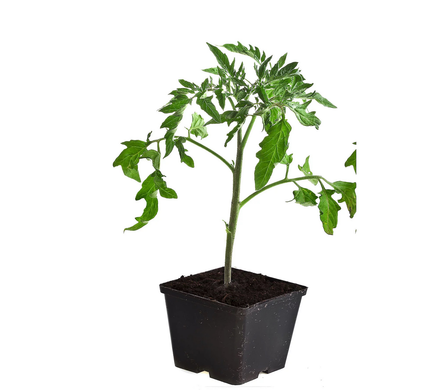 The Purple Tomato™ Empress Seedling