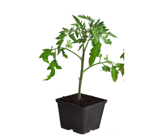 The Purple Tomato™ Empress Seedling