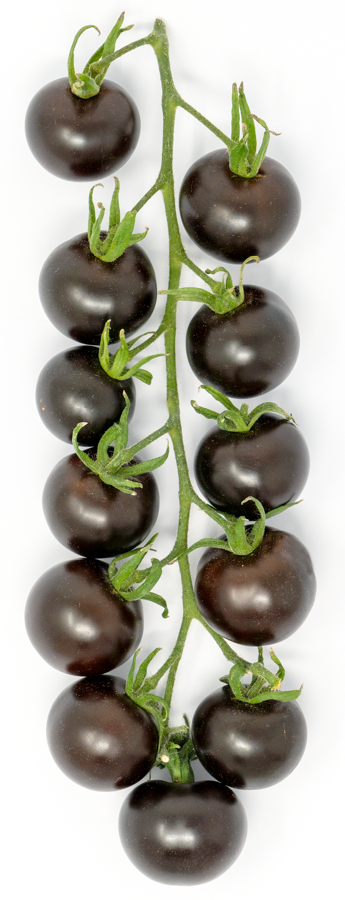 The Purple Tomato™ Empress Seedling